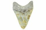 Serrated, Fossil Megalodon Tooth - North Carolina #371657-2